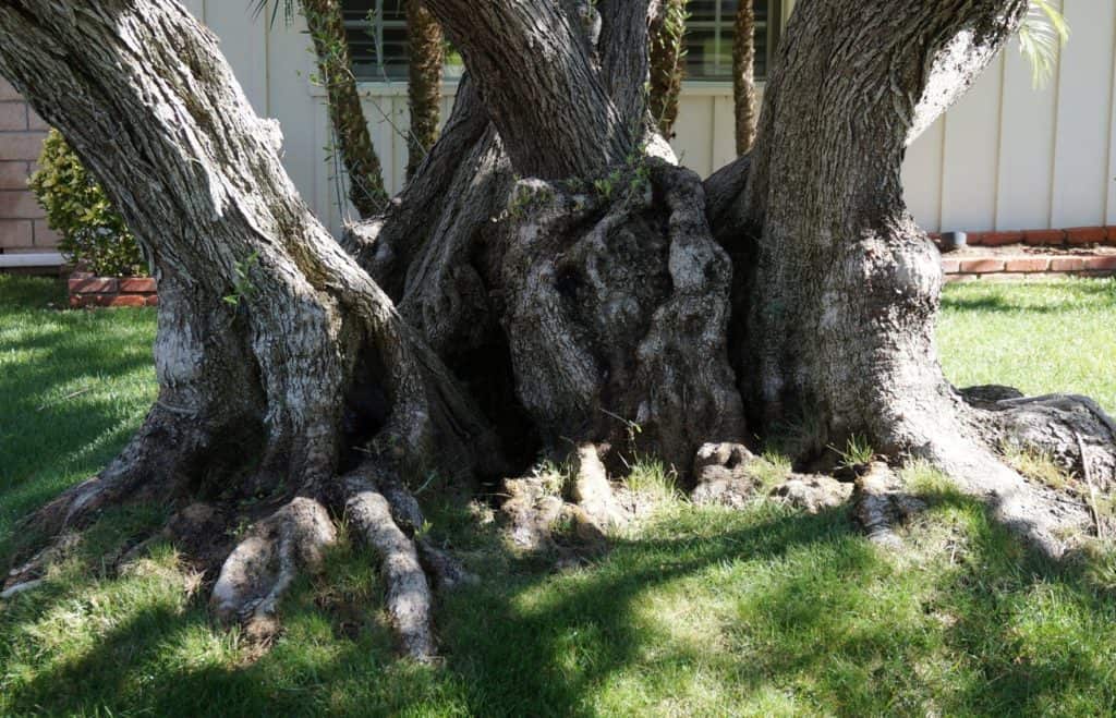 massive contorted trunk of an olive tree