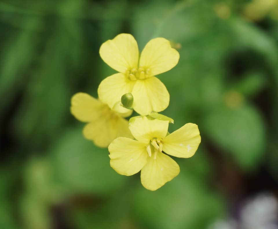 mustard flower in the garden