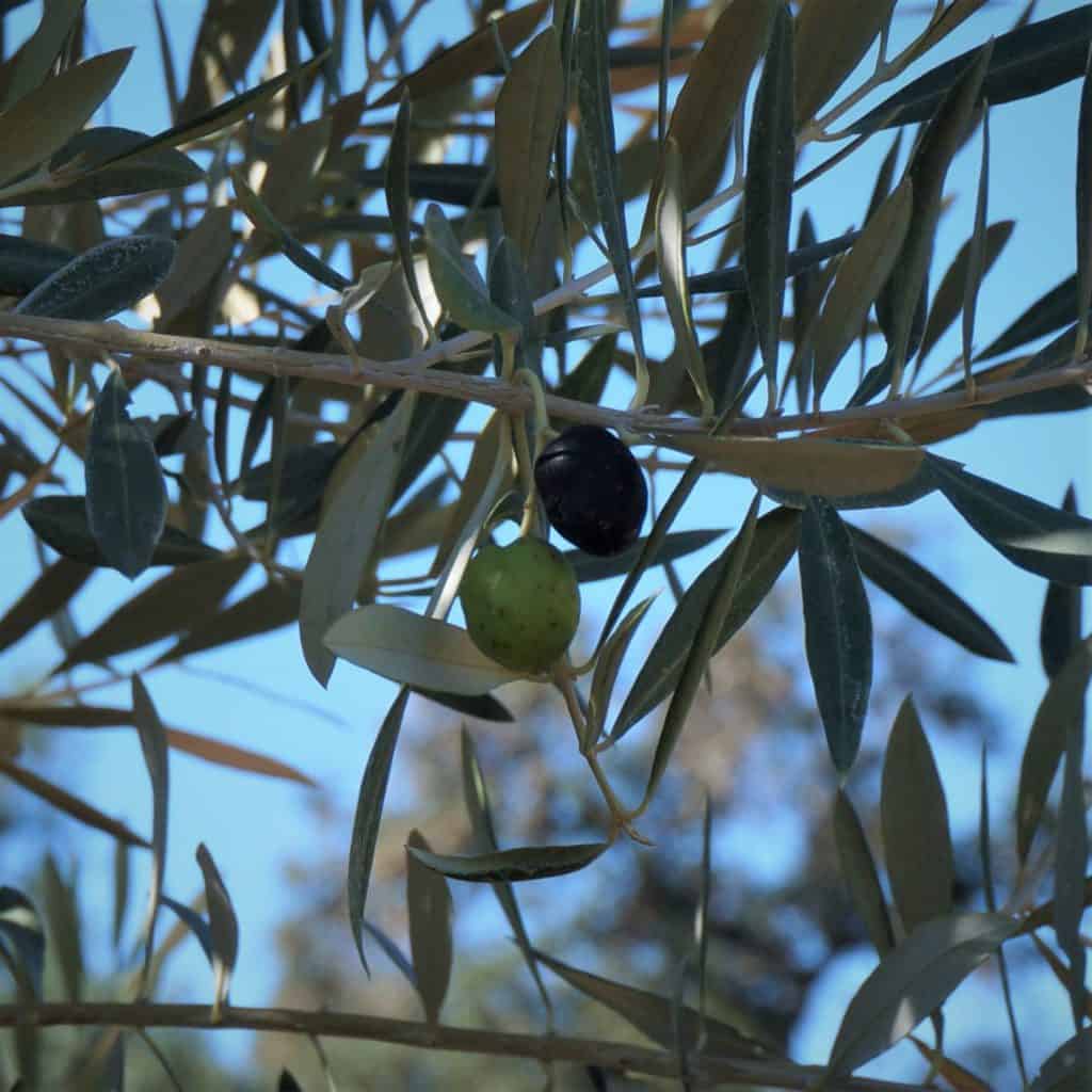 olive fruits on branches