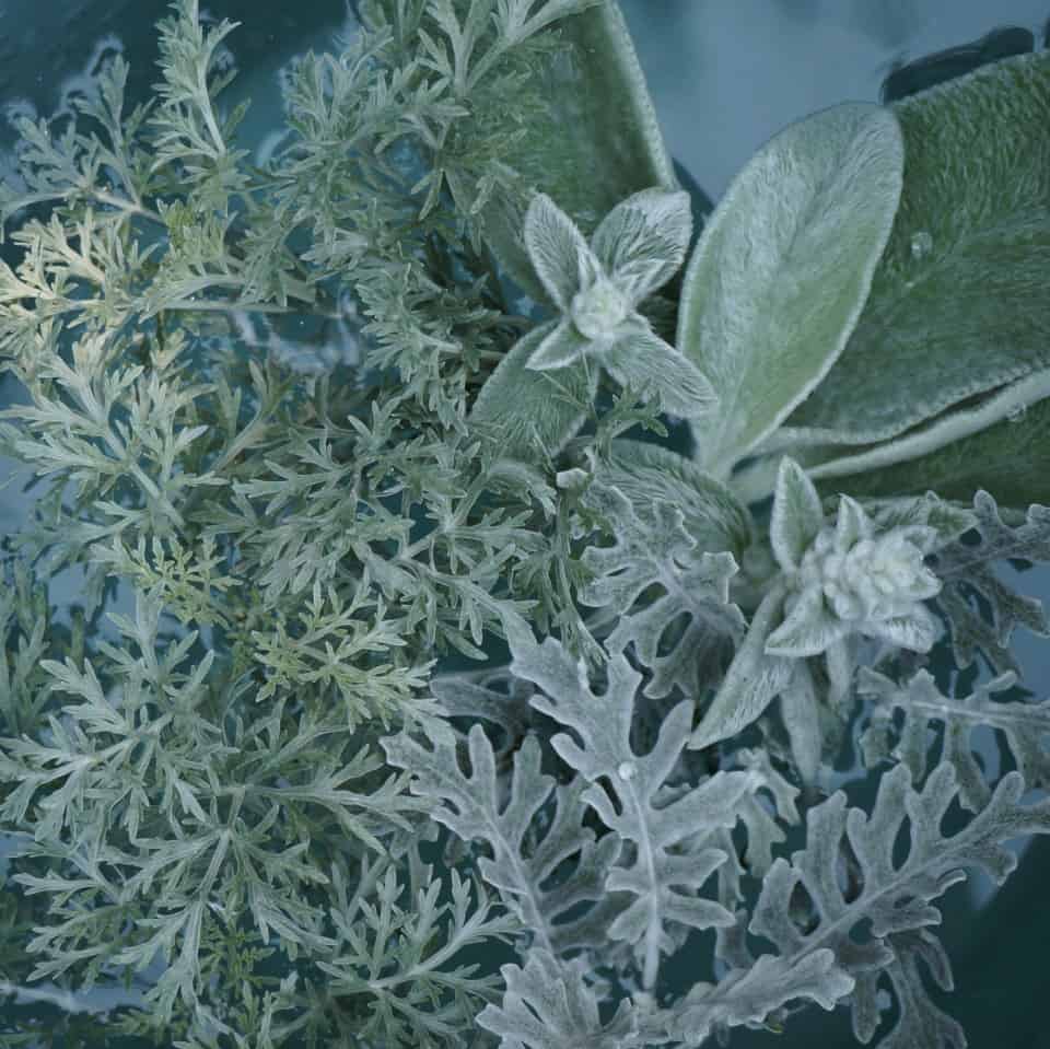 dusty miller lambs ear Artemisia leaves float in water