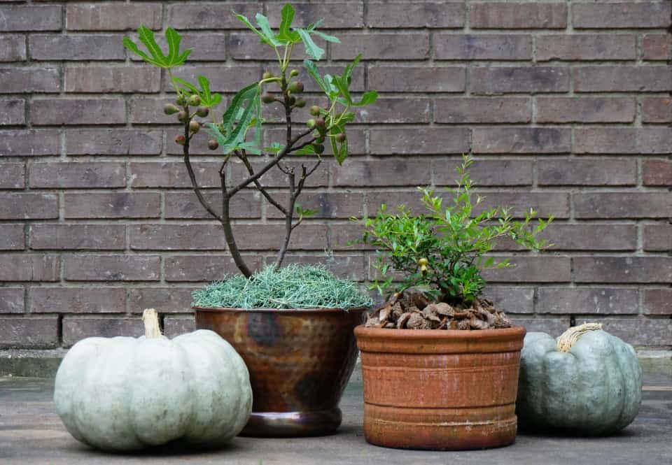 Peppy LePom(TM) and 'Little Miss Figgy' dwarf fig decorate a fall garden