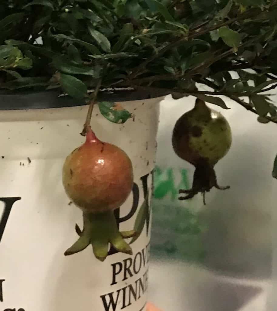 tiny Peppy LePom(TM) fruits dangle from the shrub