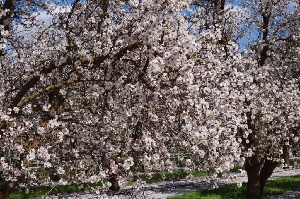 almond tree in full flower, early spring