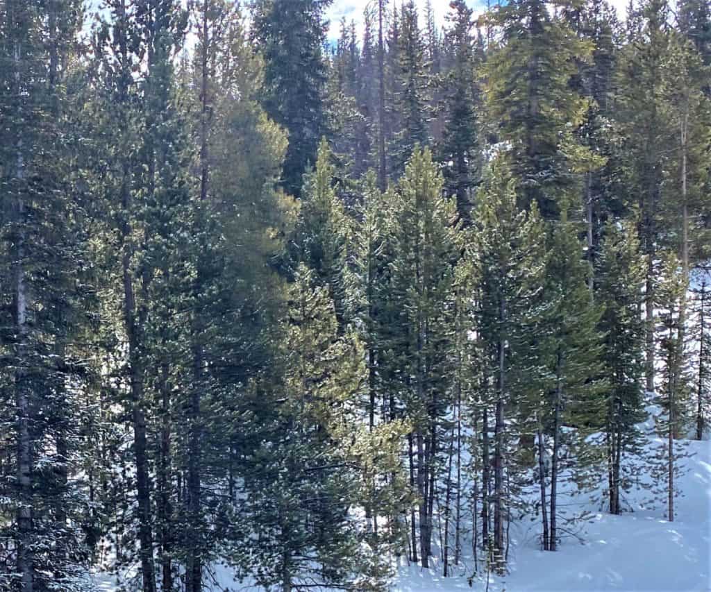 isaiahs evergreens pictured on a snowy Colorado mountain