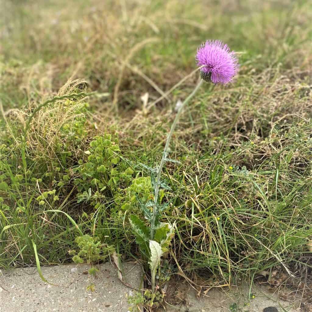 thistle in a sidewalk in the crown year