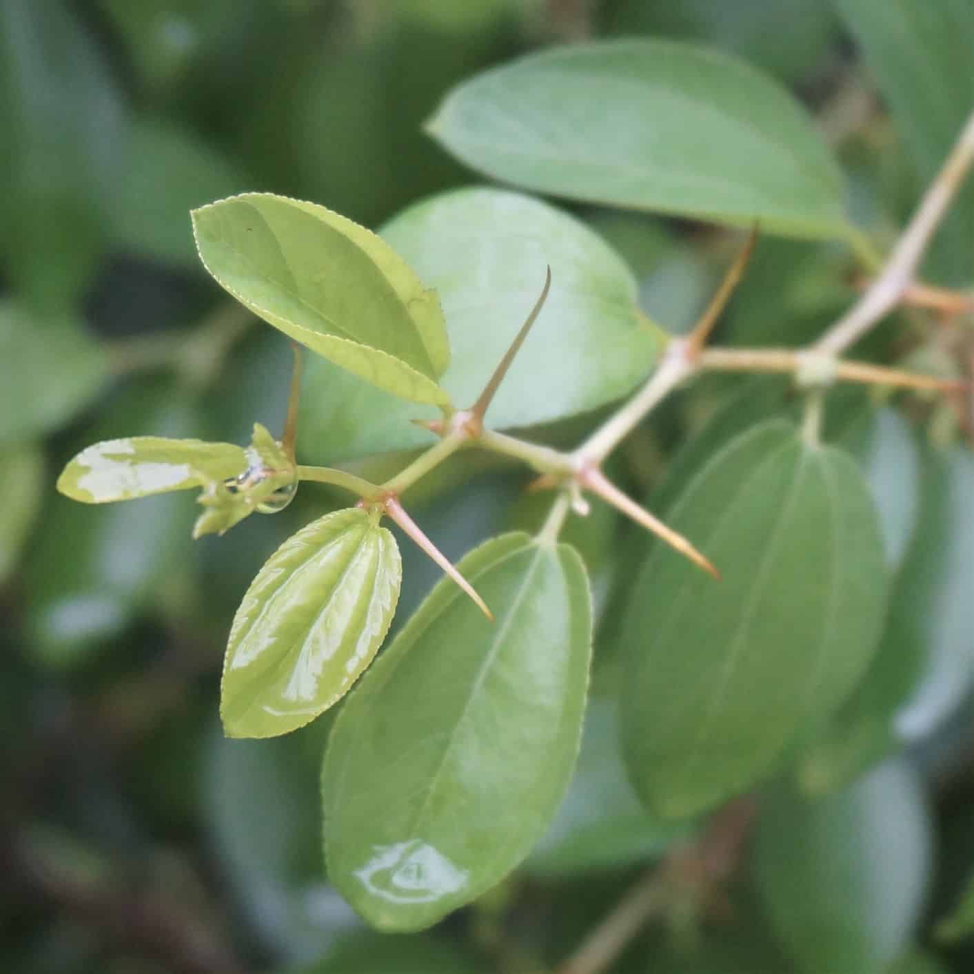 ©2019 Shelley S. Cramm, Christ thorn detail of thorns San Antonio Botanical Garden in the Sacred Garden