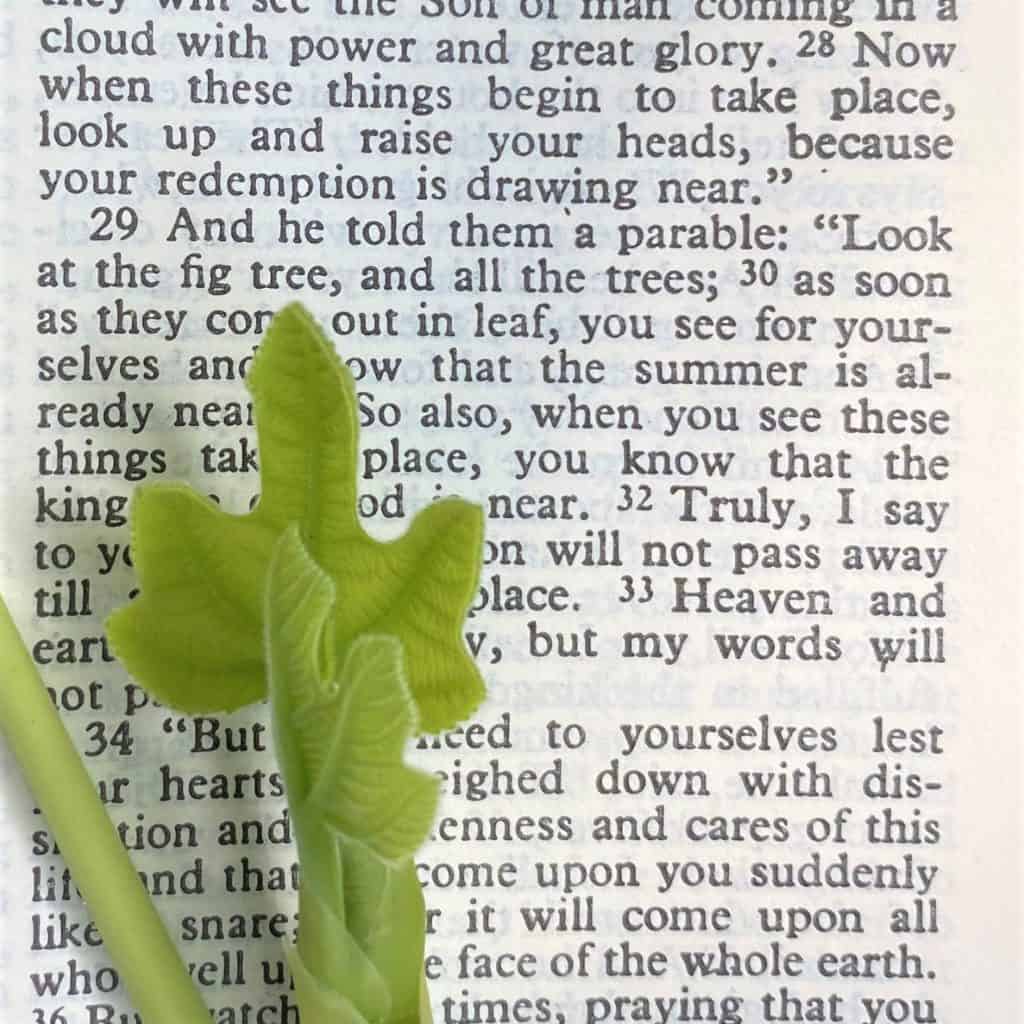 Luke 21 with sprouted fig leaves one of Top 10 gardening verses of the Bible