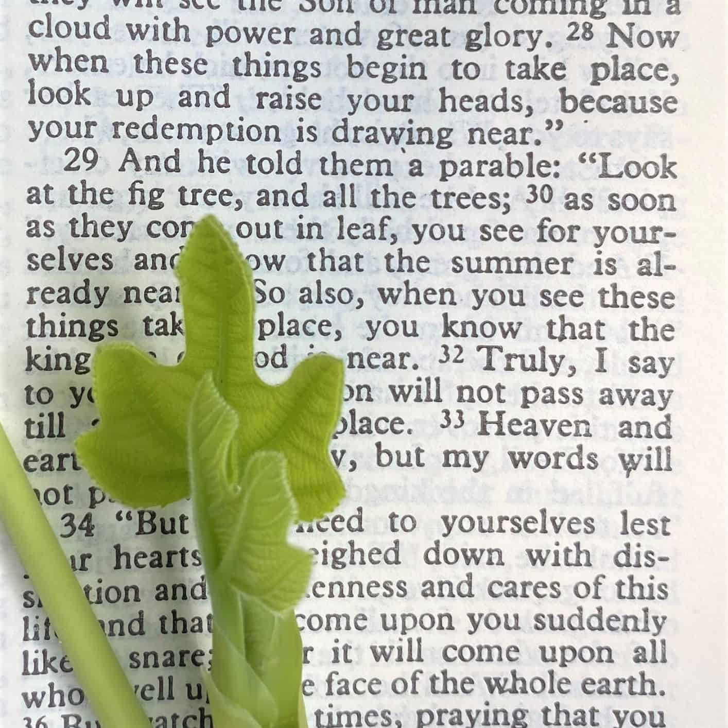 Bible Verses for Gardeners: Cultivate Faith & Growth