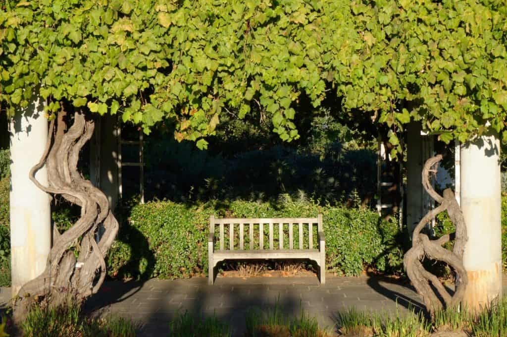grapevine arbor at Huntington Botanic Gardens