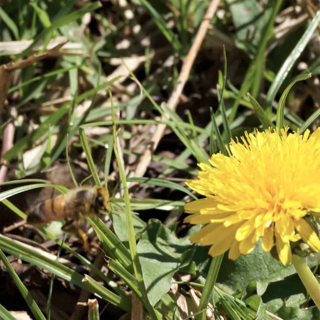 bee buzzing up to a dandelion flower be still