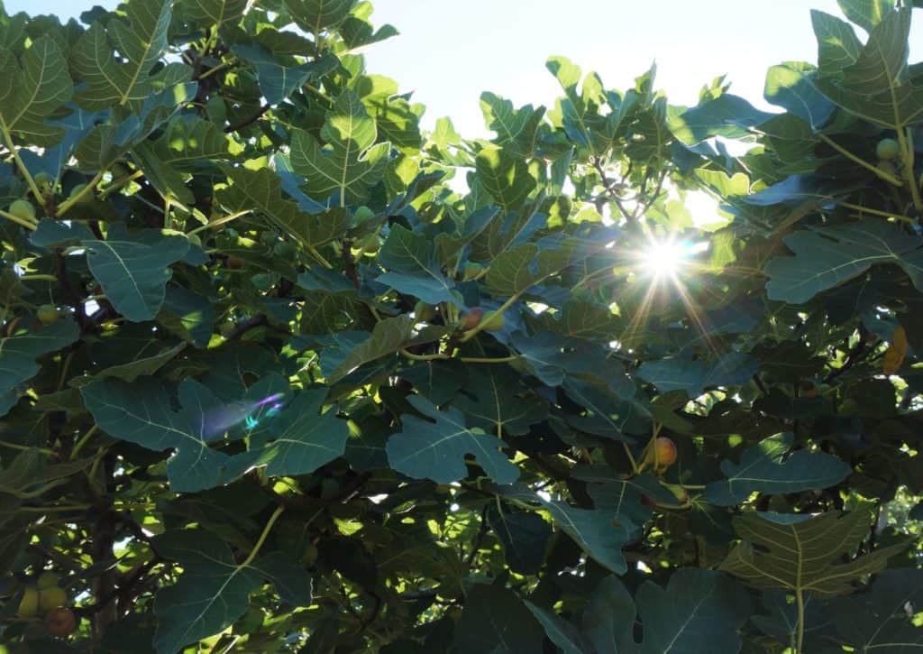 morning sunlight beams through a fig tree laden with fruit at the Israel Prayer Garden