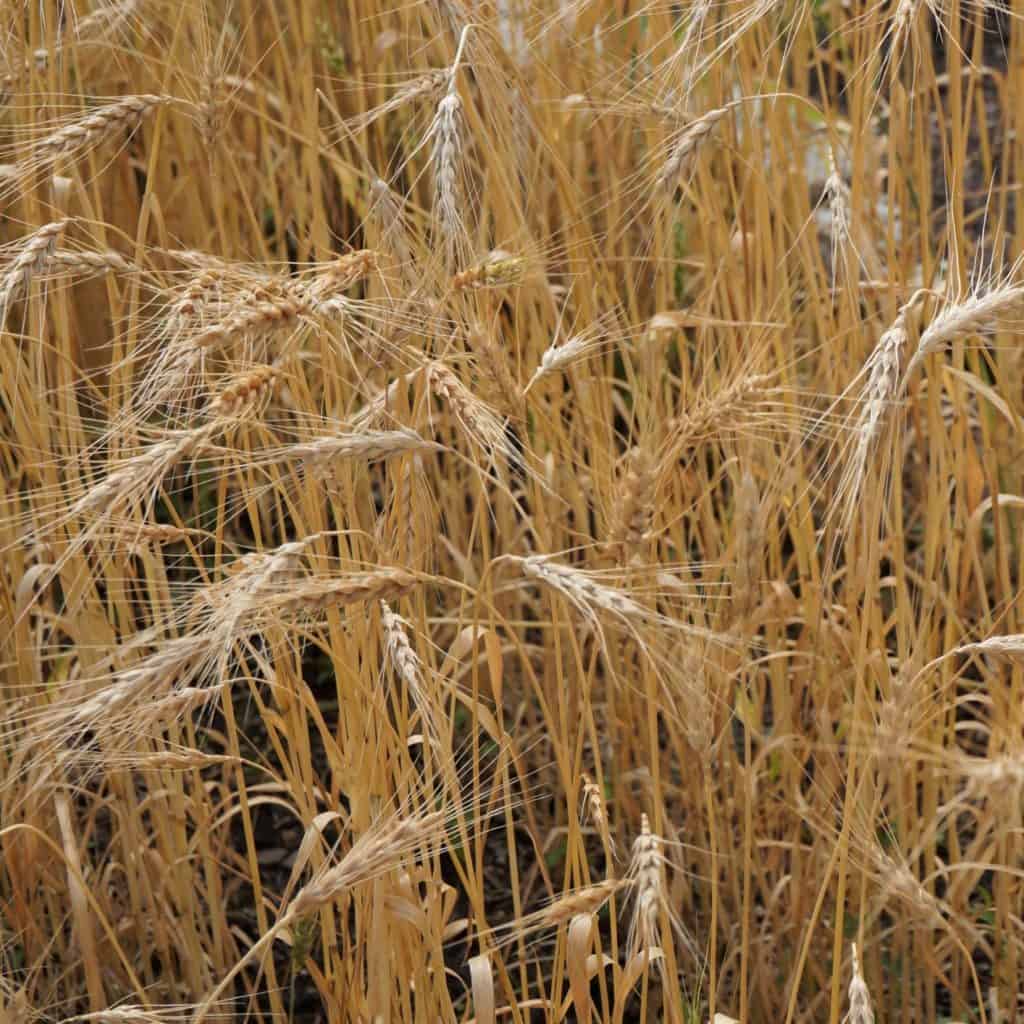 "amber waves of grain" our beloved wheat preparing for pentecost