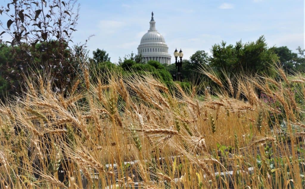 wheat planted in the United States Botanical Garden overlooked by our nation's capitol, June 2019