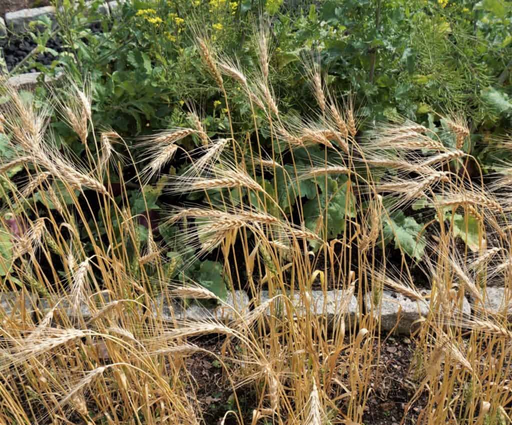 growing wheat in a garden bed to prompt daily wheat prayers