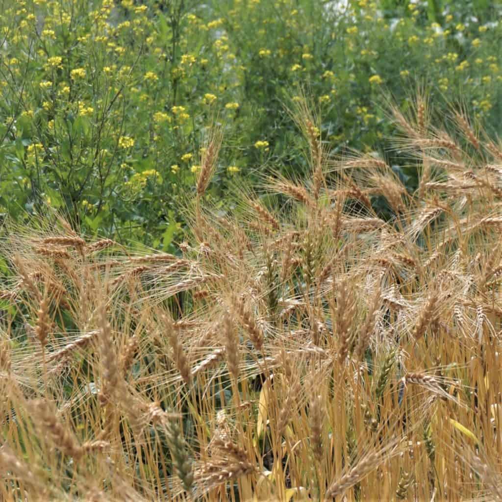 standing wheat in a garden bed with mustard flower background