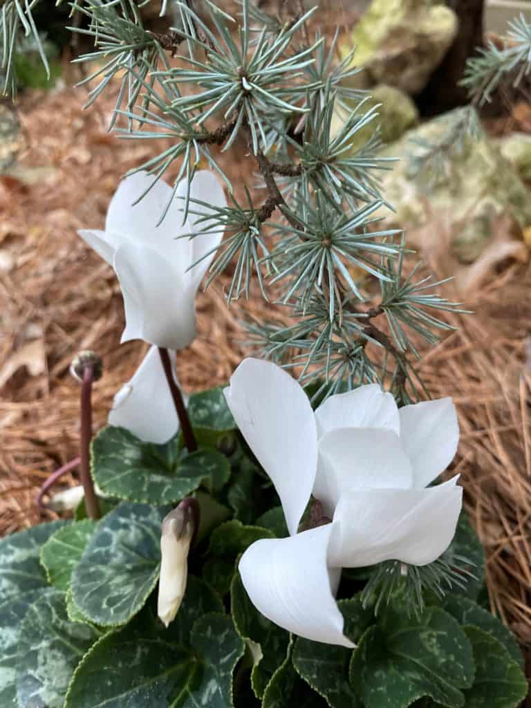 white cyclamen plnated under a cedar branch