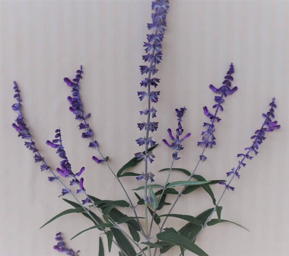 blooming salvia leucantha shows the structure of the Temple menorah