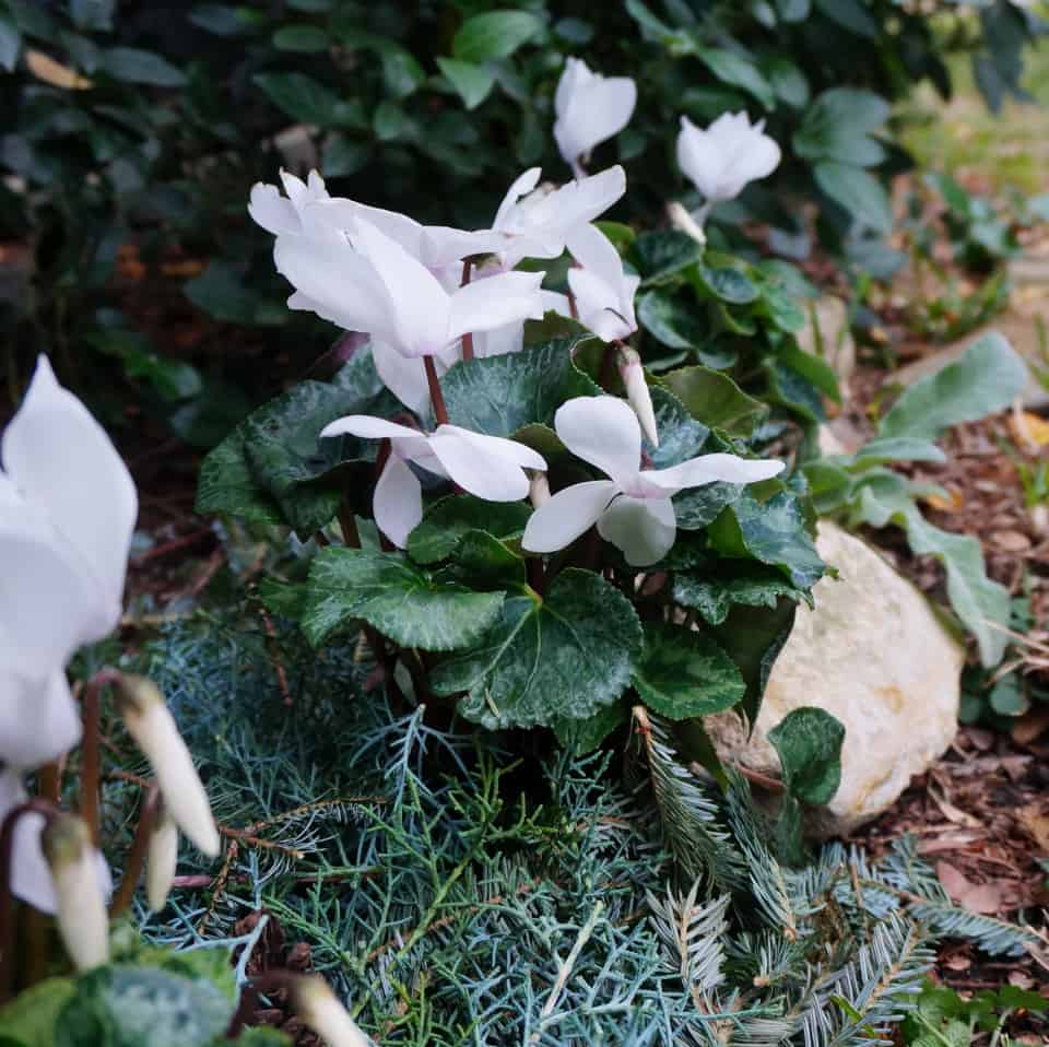 white blooming cyclamen make a winter garden border