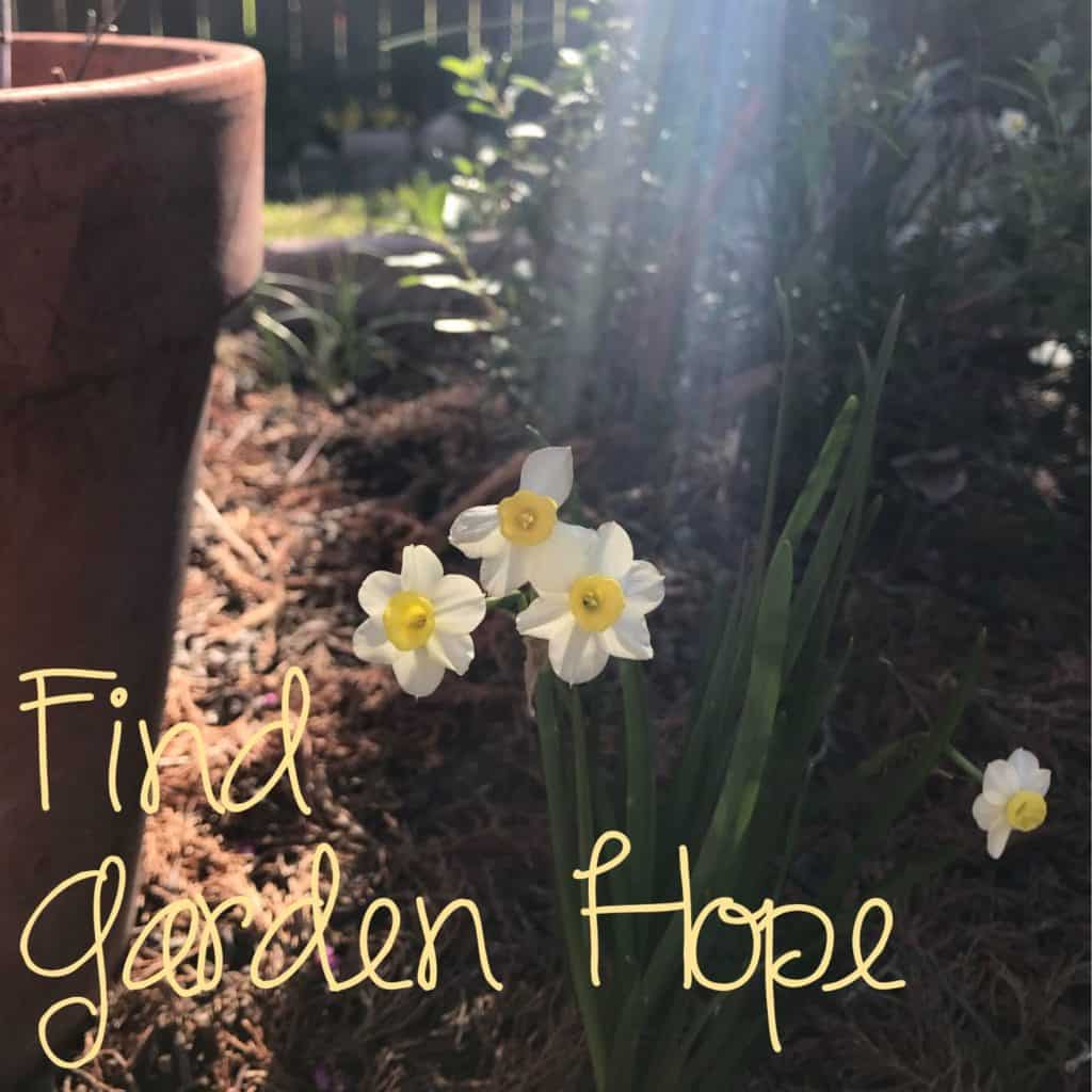 Find Garden Hope meme with garden pot and Narcissus tazetta minnow