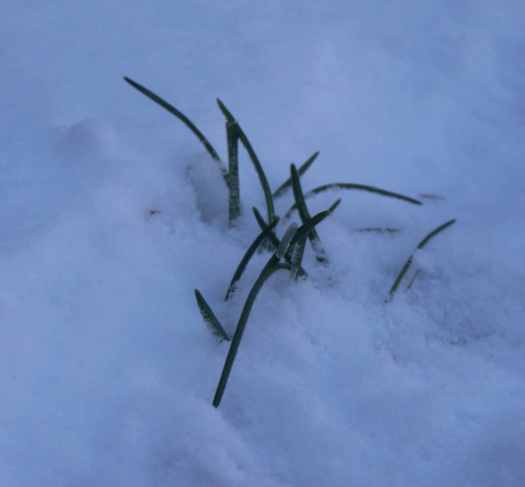 star of Bethlehem leaves peeking out of snow cover