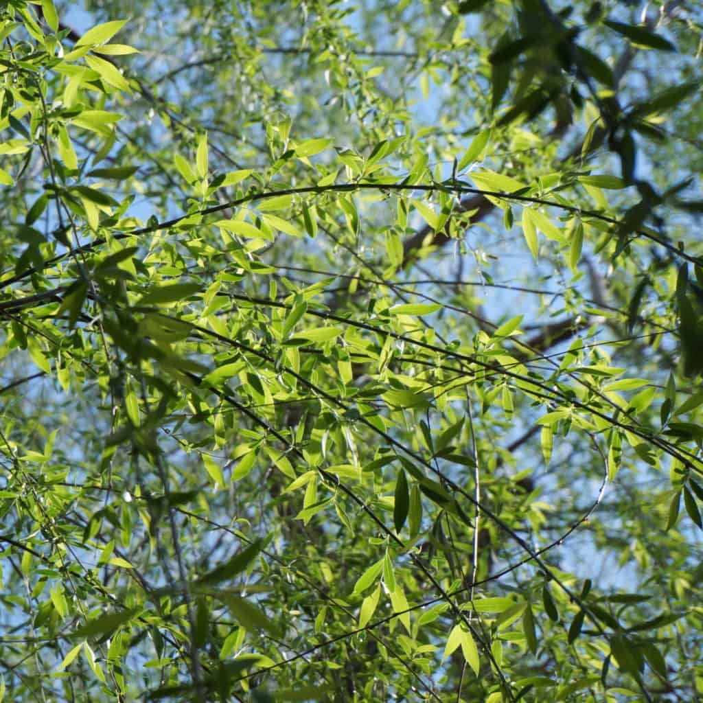 willow branches leafing out in spring
