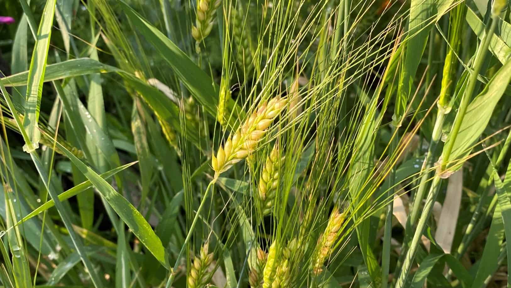 ©2021 Shelley S. Cramm Barley heads nearly ripe catch the morning light in a Texas garden