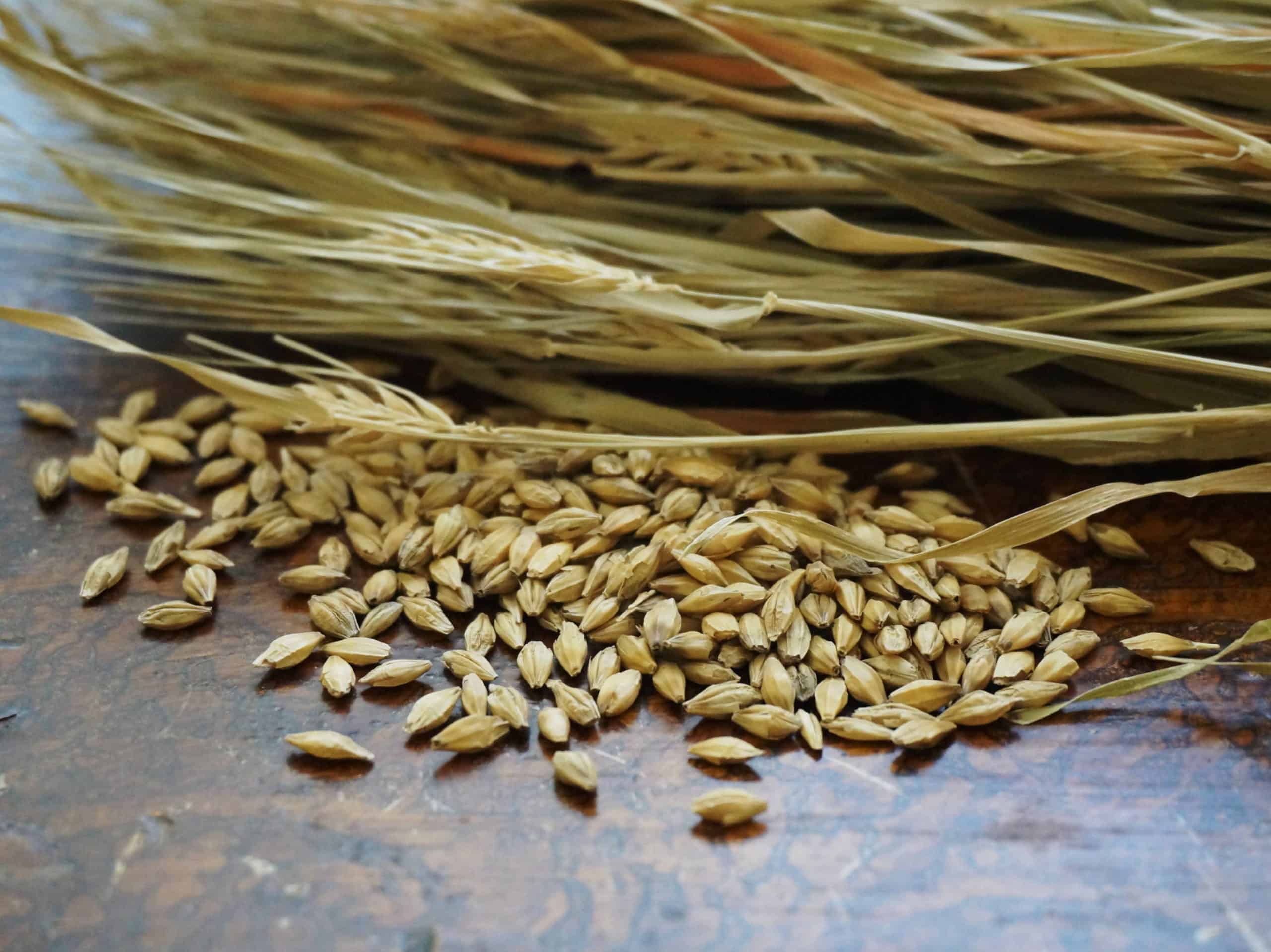 ©2021 Shelley S. Cramm Dried barley stalks pose with a handful of seeds for next year's crop