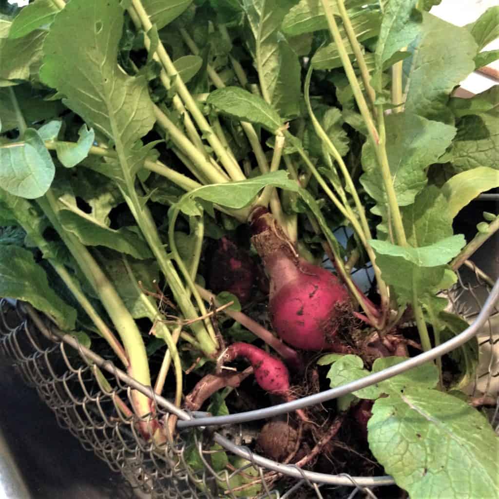 work to bring in the radish harvest