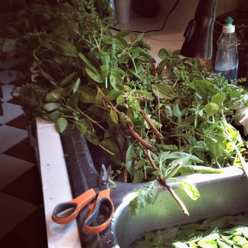 bringing in herbs is work! What a bountiful mess!!