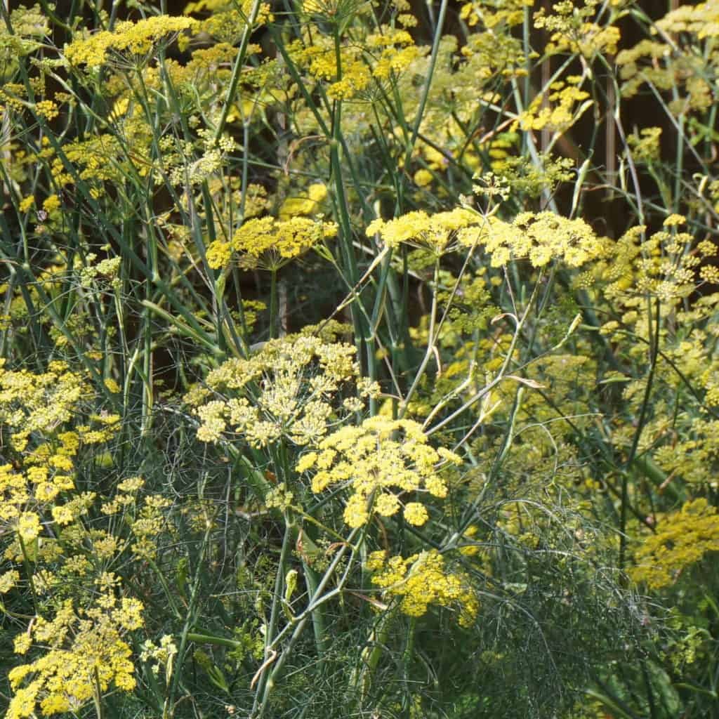fennel in full flower