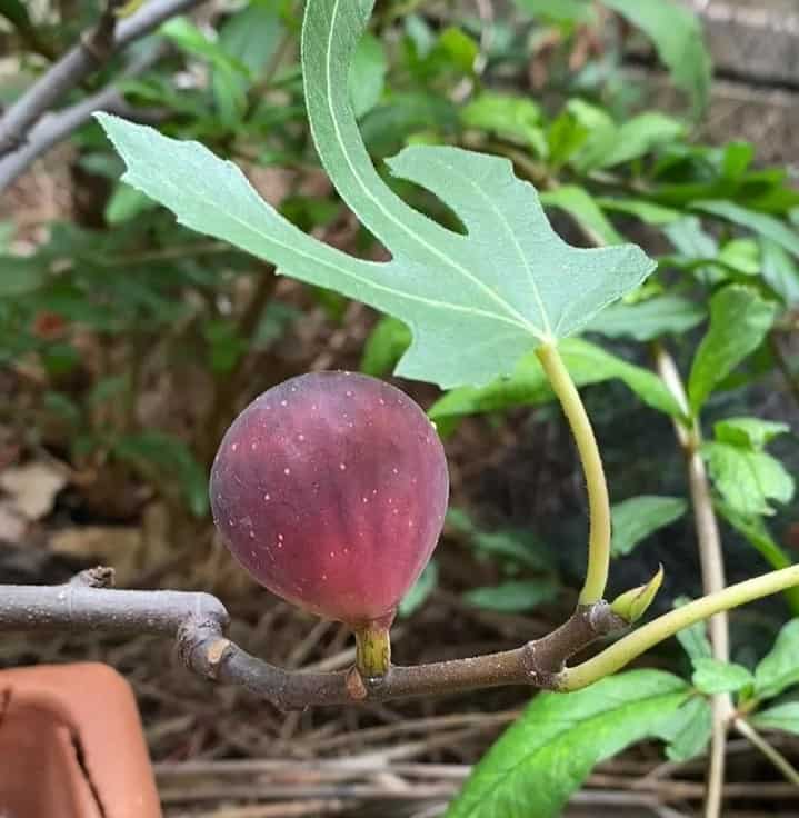 Parable of the Fig Tree told by a home garden fig