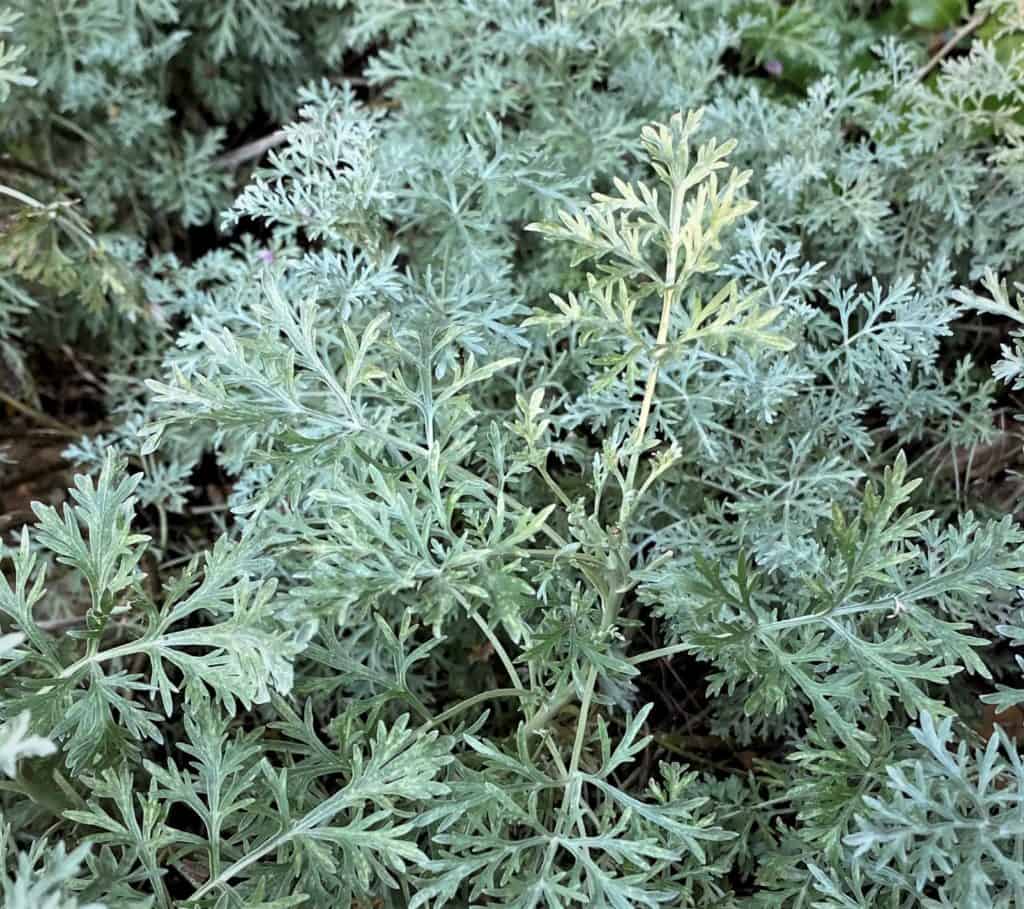 Artemisia 'Powis Castle' catches a ray of sunshine in the Days of Awe