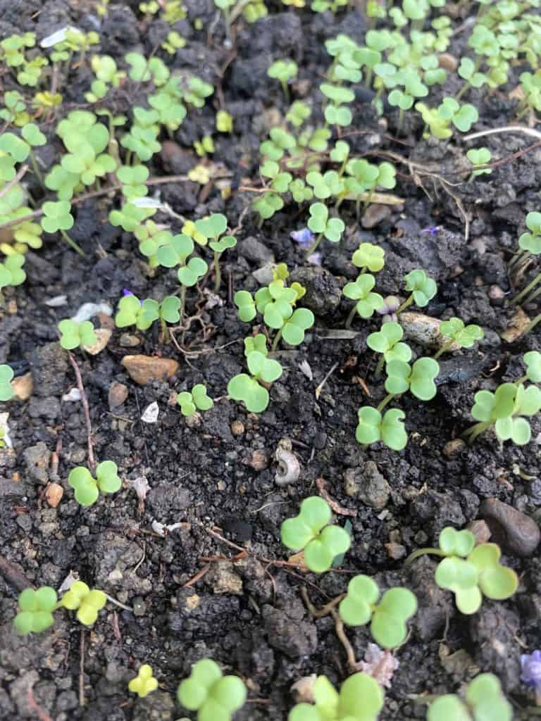 little sprouted mustard seeds