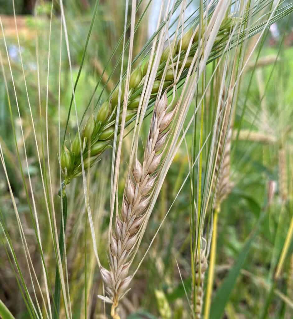 barley heads growing in the garden, one of the seven species