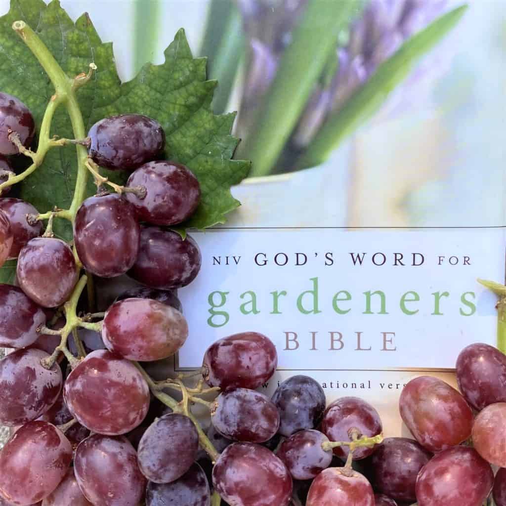 God's Word for Gardeners Bible with grapes from grapevines