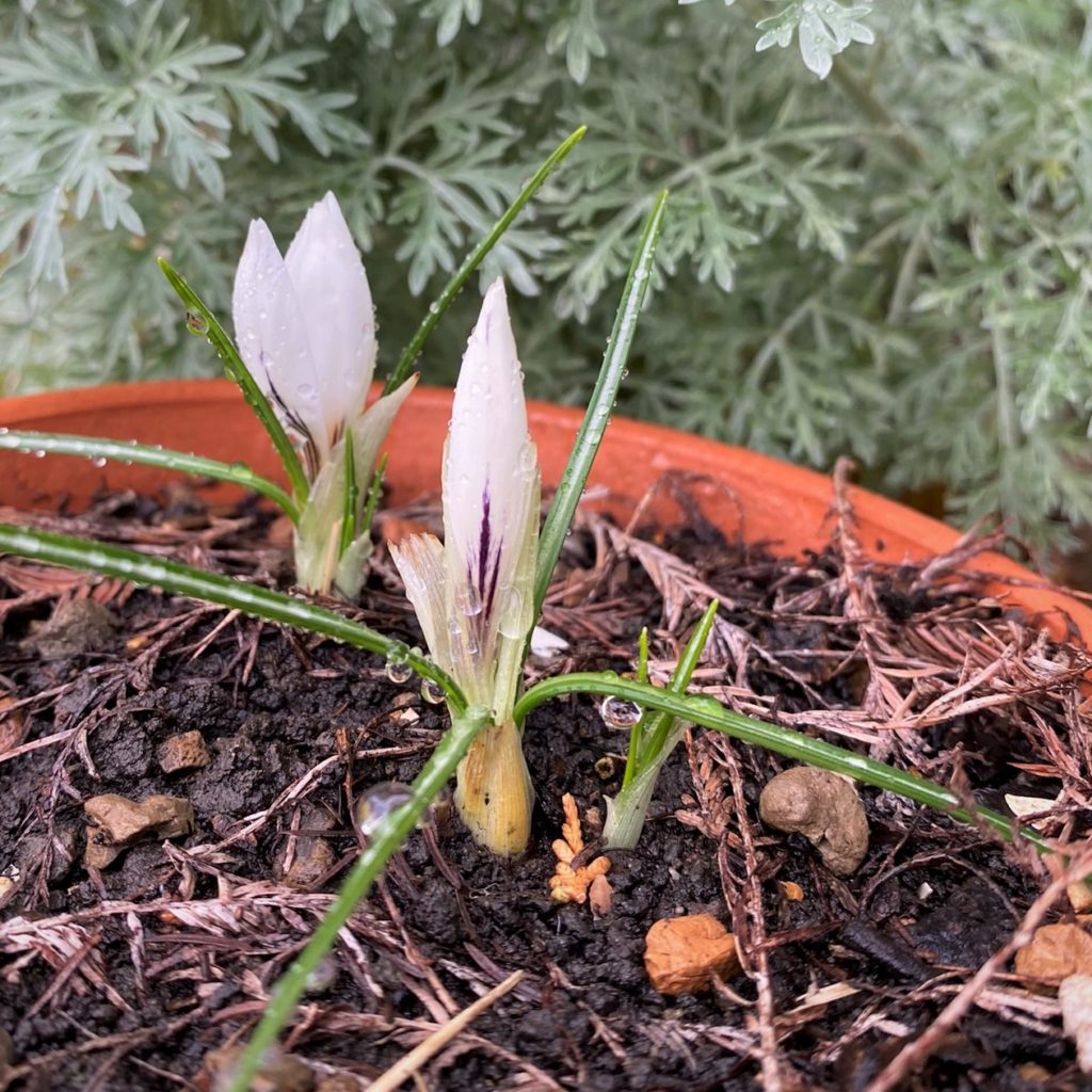 Crocus hyemalis buds look like "little candles" in the landscape