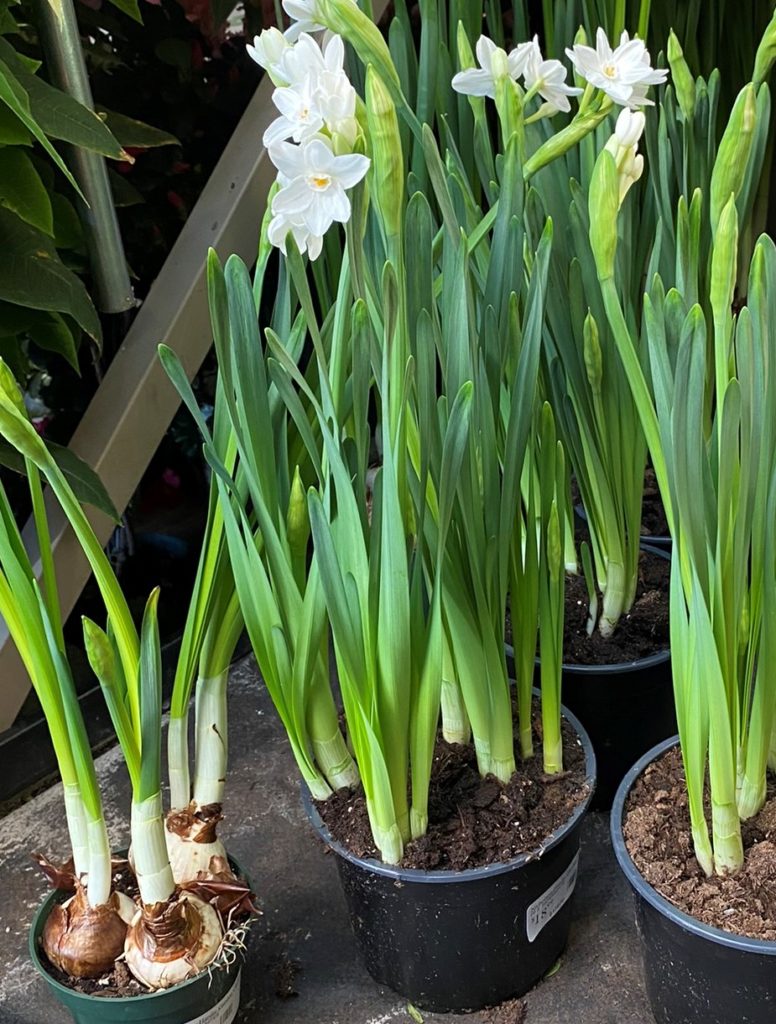 'Paperwhite' narcissus blooming white flowers at a local nursery
