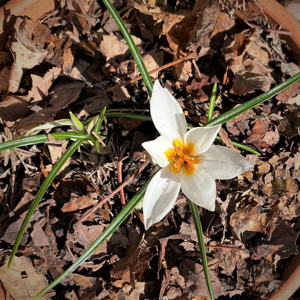 White winter deals flowers