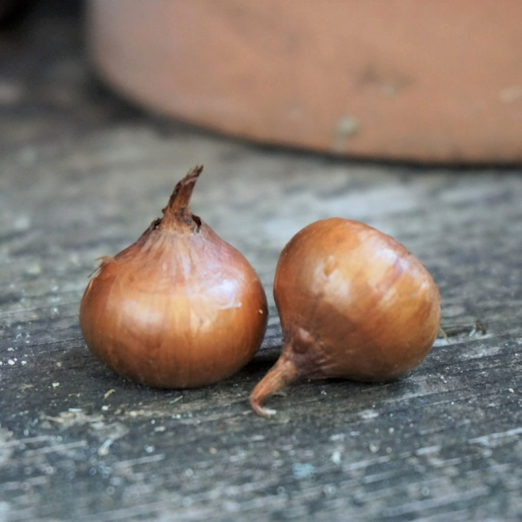 little C. hyemalis bulbs will bloom white flowers in the winter