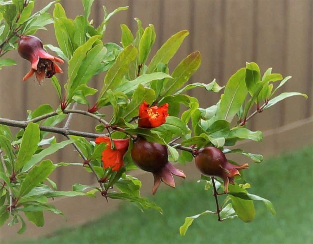 pomegranate branch of flowers and forming fruit, a wonderful addition to the bride's garden
