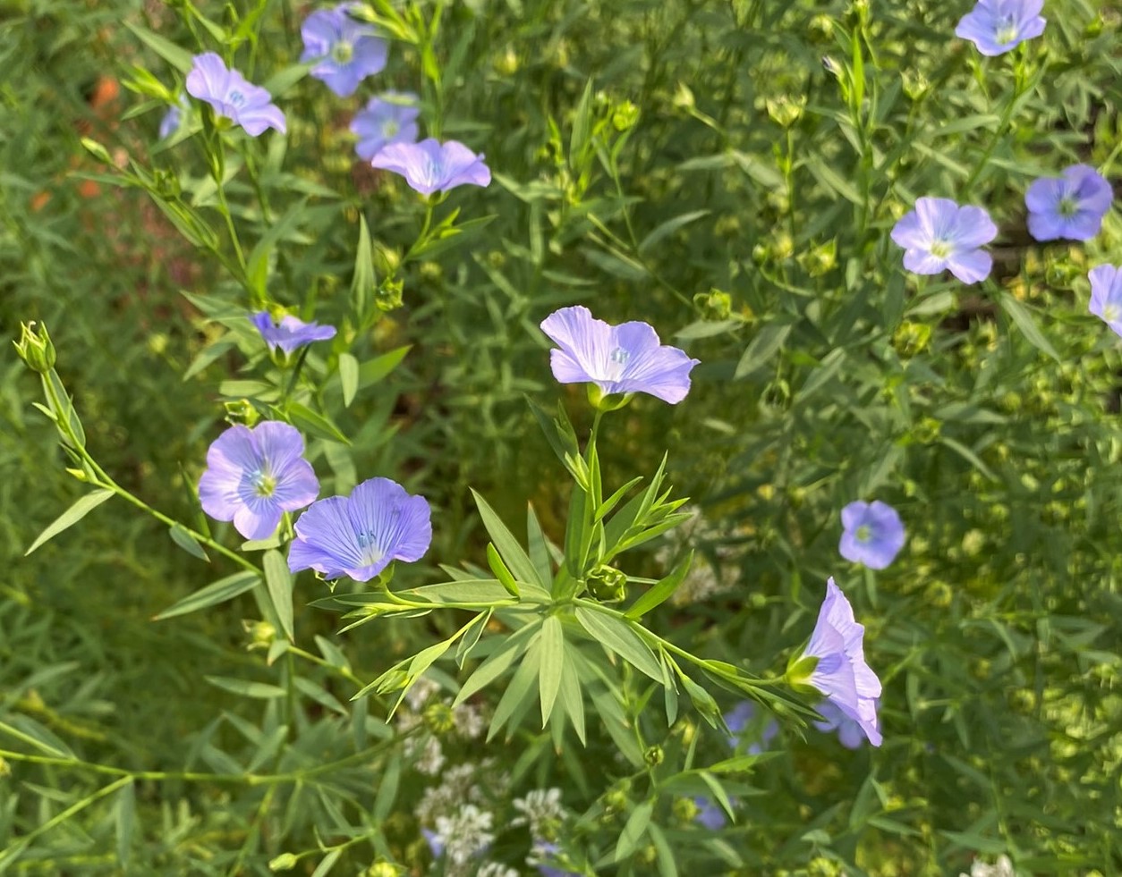 The Little Lord Who Makes Flowers Bloom Flax Flowers and God's Redemption - Garden In Delight