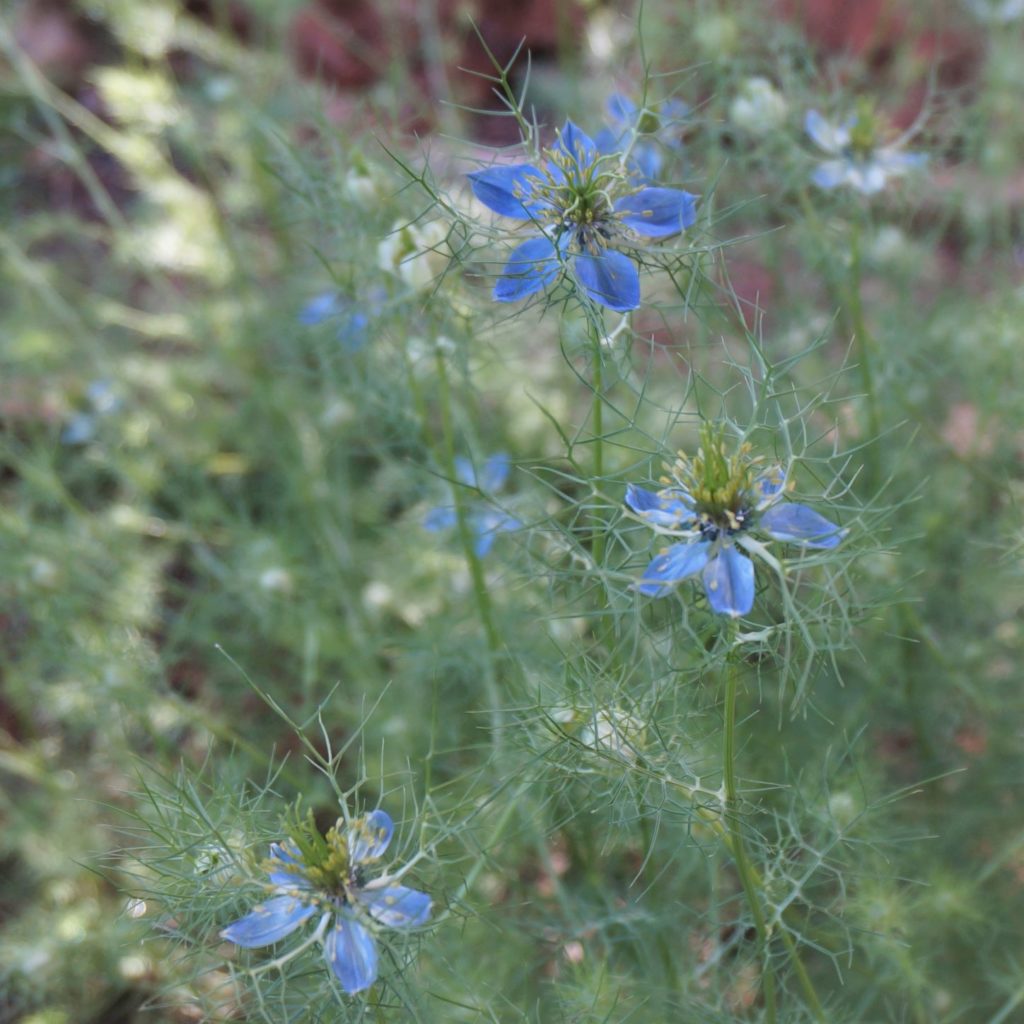 nigella flowers look like little stars