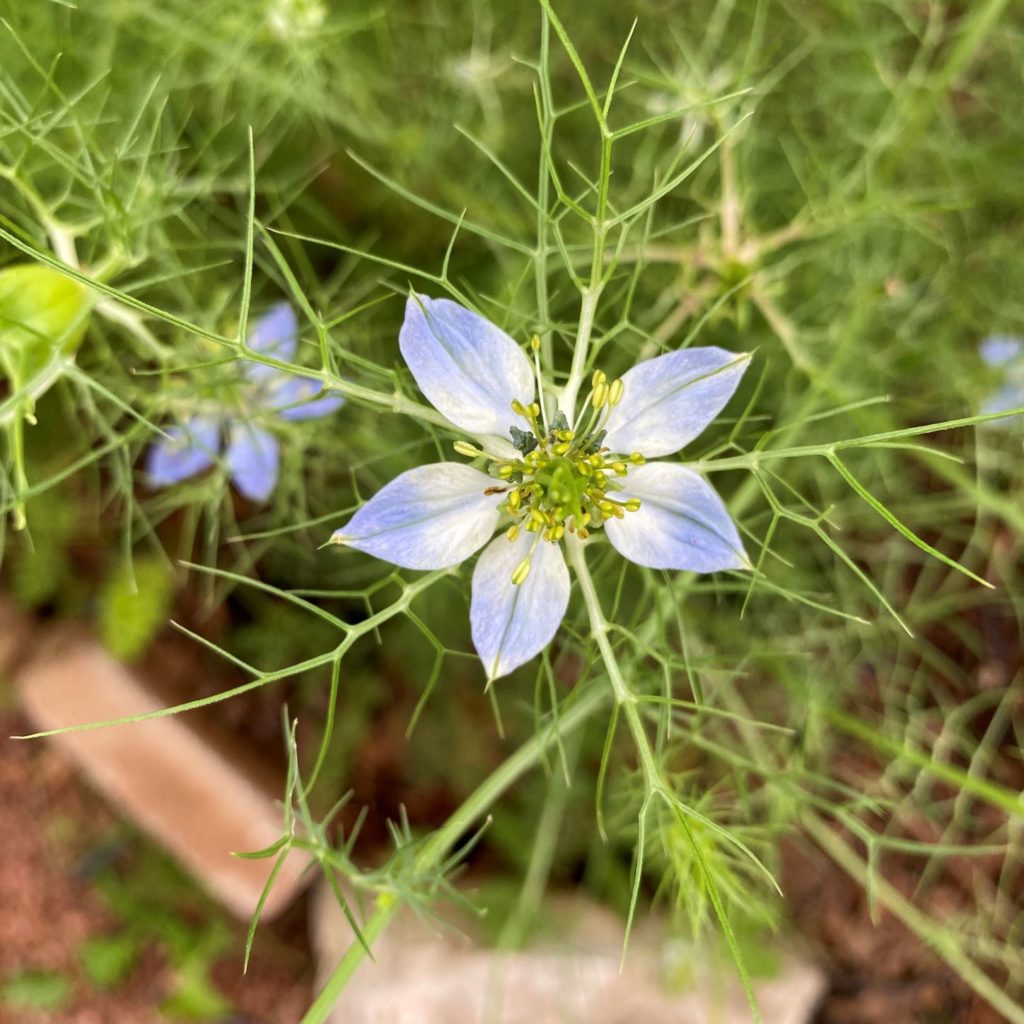 nigella is in herbs of the bible