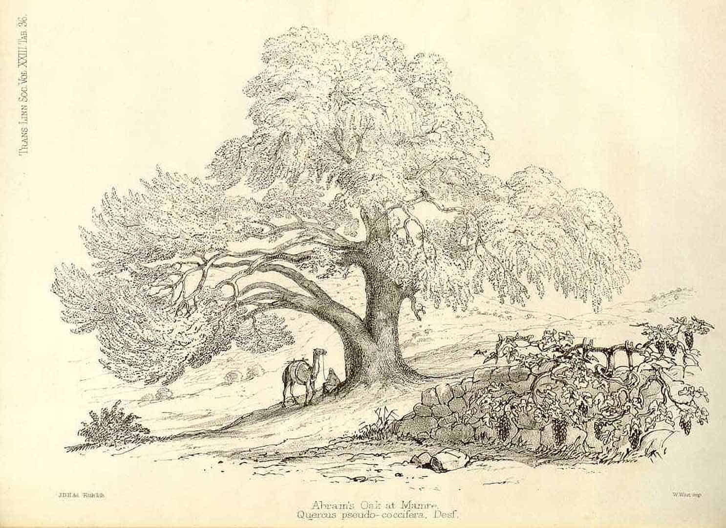 Sketch by J.D. Hooker, Transactions of the Linnean Society of London (1791-1875), vol. 23 (1862) t. 36, Quercus coccifera L., contributed to www.plantillustrations.org by Missouri Botanical Garden, St. Louis, U.S.A.