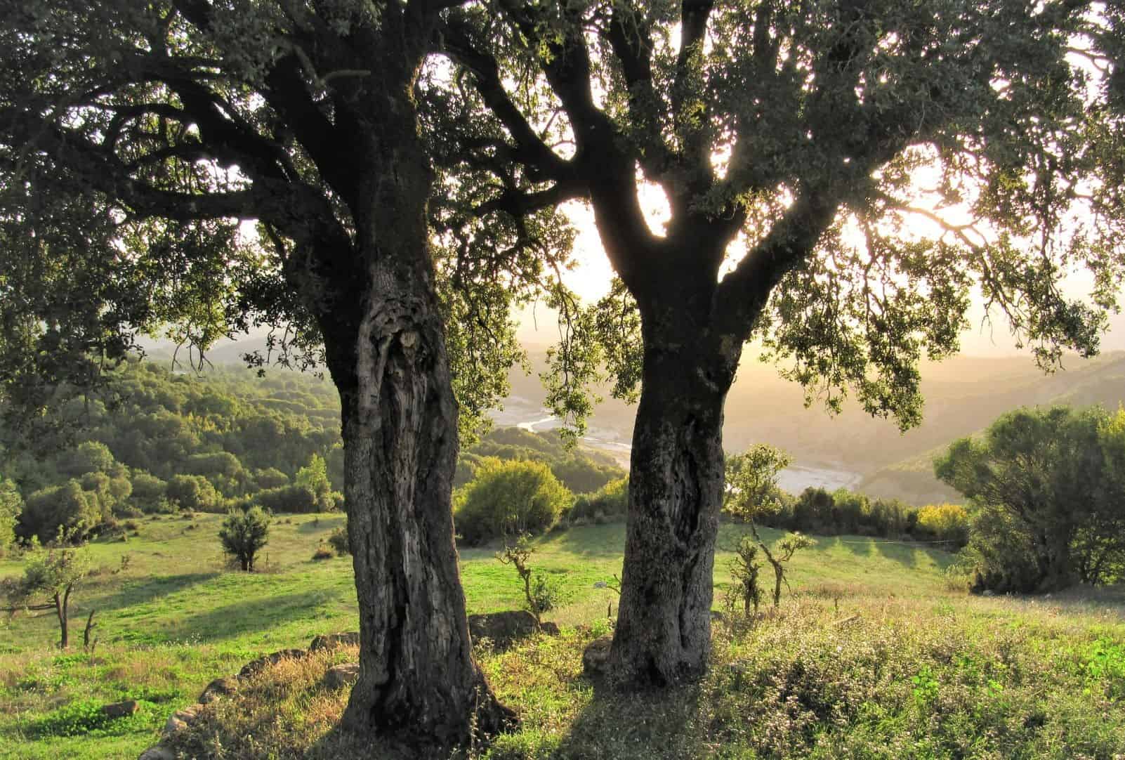 ID 83401969 © Sterphotography | Dreamstime.com Two kermes oak in front of the sun in Greece