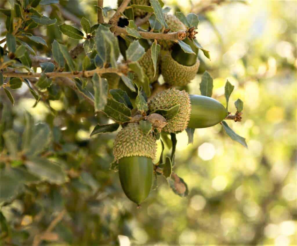 Kermes oak acorns on oak trees in Greece