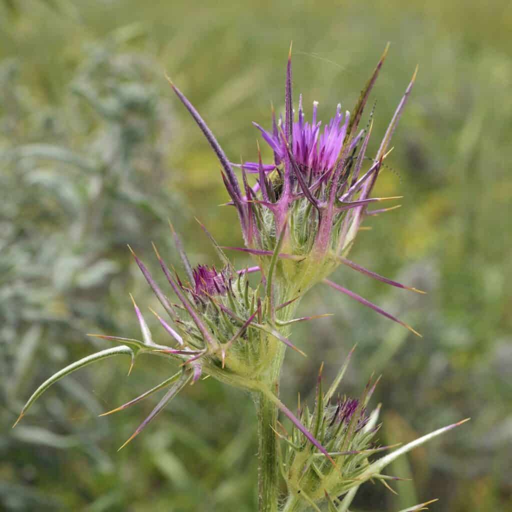 thistles and thorns in the Bible connect to the garden work of preparing the soil