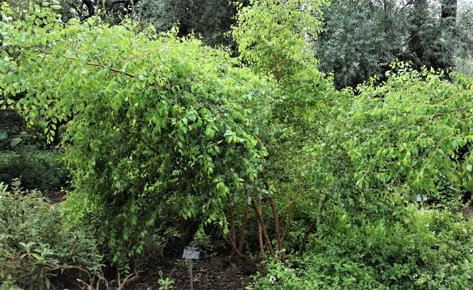 ©2019 Shelley S. Cramm, Christ thorn, Ziziphus spina-christi, photographed at San Antonio Botanical Garden in the Sacred Garden full view