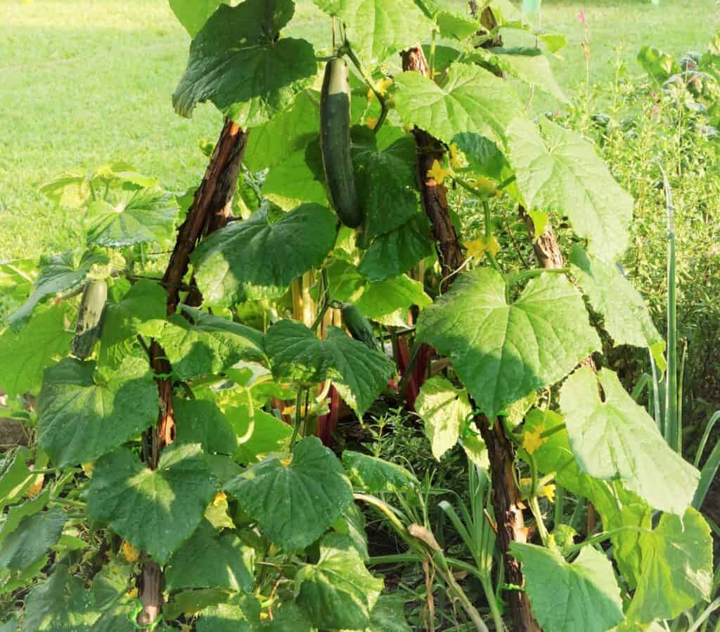 cucmber vines on a trellis surrounded by leeks onions and garlic