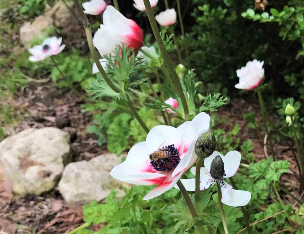crown anemones in a Texas garden border with a bee